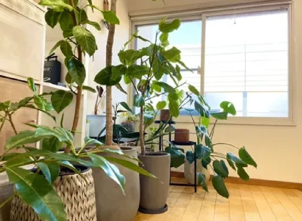 社内の観葉植物